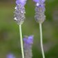 Lavandula dentata L.