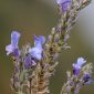 Lavandula multifida L.