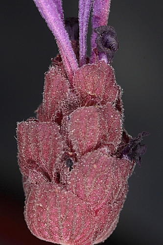 Lavandula pedunculata (Mill.) Cav.