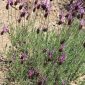 Lavandula pedunculata (Mill.) Cav.