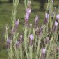 Lavandula stoechas subsp. stoechas L.