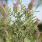 Lavandula stoechas subsp. stoechas L.