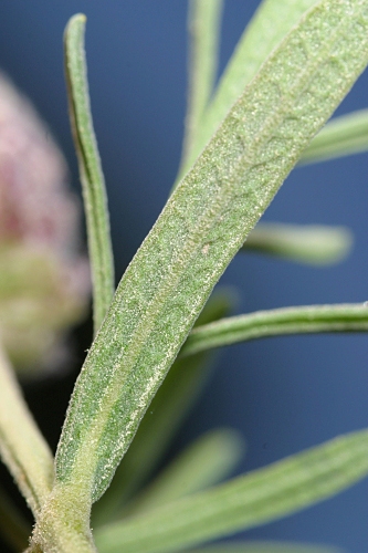 Lavandula stoechas subsp. stoechas L.