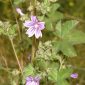 Lavatera cretica L.