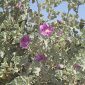Lavatera triloba L.