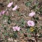 Lavatera trimestris L.