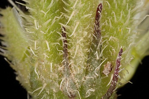 Leontodon longirrostris (Finch & P. D. Sell) Talavera