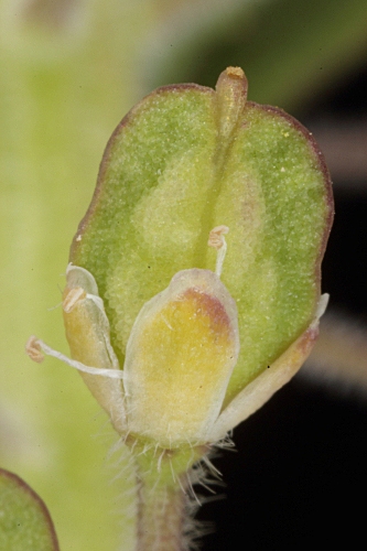 Lepidium heterophyllum (DC.) Benth.