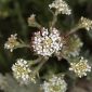 Lepidium heterophyllum (DC.) Benth.