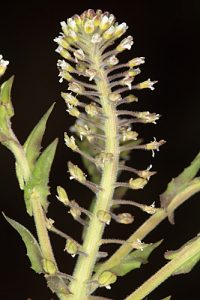 Lepidium heterophyllum (DC.) Benth.