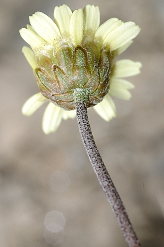 Leucanthemopsis pectinata (L.) G. López & Ch. E. Jarvis