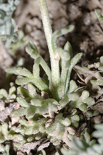 Leucanthemopsis pectinata (L.) G. López & Ch. E. Jarvis