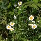 Leucanthemum sylvaticum (Hoffmanns. & Link) Nyman