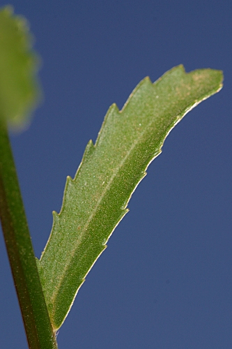 Leucanthemum sylvaticum (Hoffmanns. & Link) Nyman