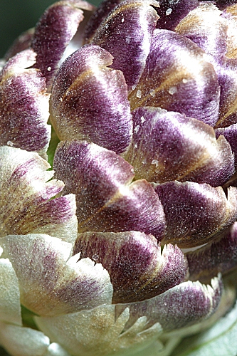 Leuzea conifera (L.) DC.