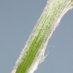 Leuzea conifera (L.) DC.