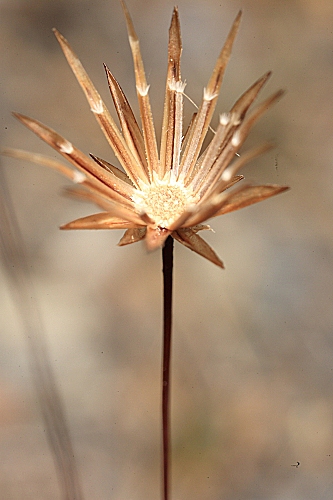 Leysera leyseroides (Desf.) Maire