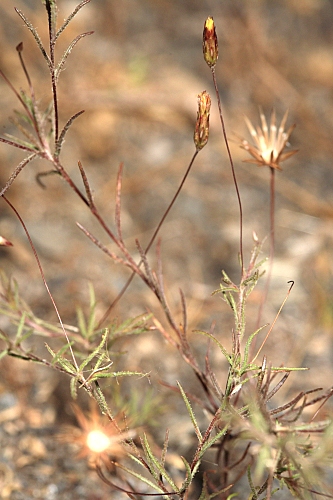 Leysera leyseroides (Desf.) Maire