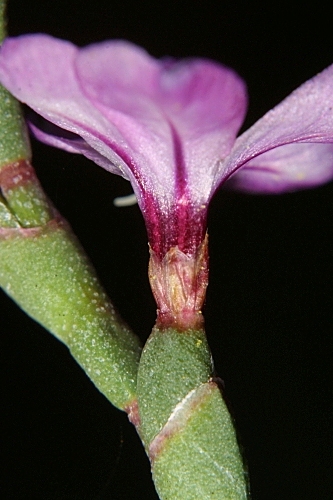 Limoniastrum monopetalum (L.) Boiss.