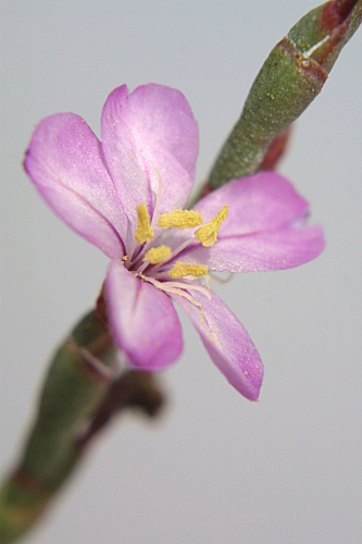 Limoniastrum monopetalum (L.) Boiss.