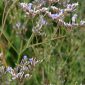 Limonium algarvense Erben