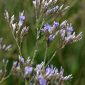 Limonium algarvense Erben