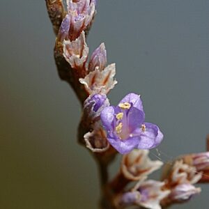 Limonium algarvense Erben