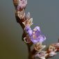 Limonium algarvense Erben