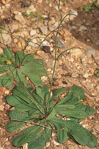 Limonium echioides (L.) Mill.
