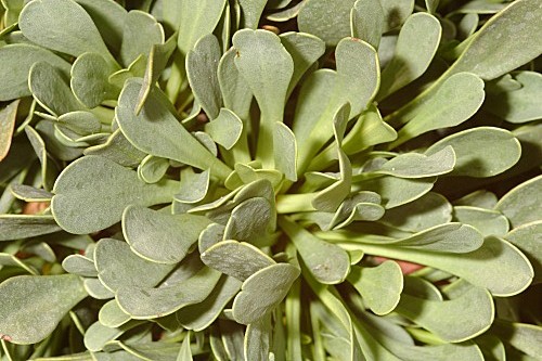 Limonium emarginatum (Willd.) O. Kuntze