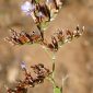 Limonium emarginatum (Willd.) O. Kuntze