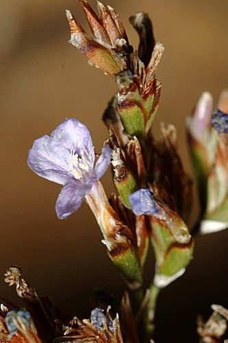 Limonium emarginatum (Willd.) O. Kuntze