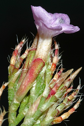 Limonium ferulaceum (L.) Chaz.