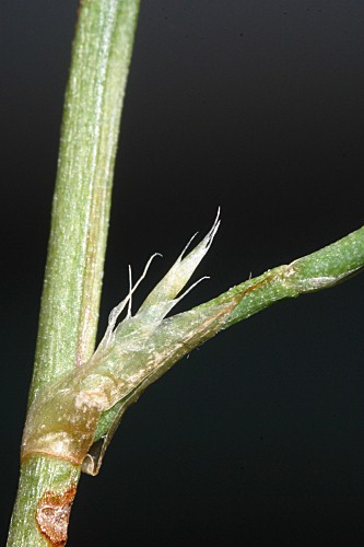 Limonium ferulaceum (L.) Chaz.