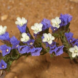 Limonium sinuatum (L.) Mil.