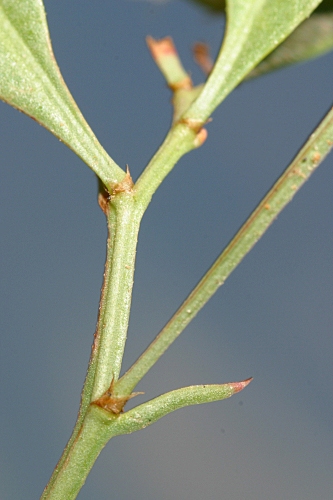 Limonium lobatum (L. fil.) Chaz.