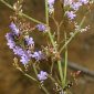 Limonium virgatum (Willd.) Fourr.