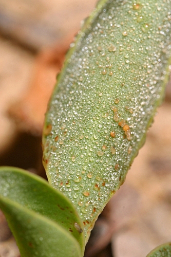 Limonium virgatum (Willd.) Fourr.
