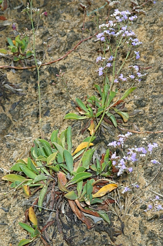 Limonium virgatum (Willd.) Fourr.