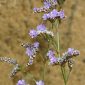 Limonium virgatum (Willd.) Fourr.