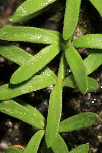 Linaria verticillata subsp. verticillata Boiss.