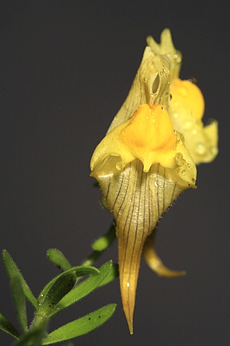 Linaria verticillata subsp. verticillata Boiss.