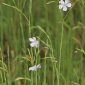 Linum bienne Mill.