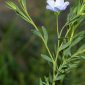 Linum bienne Mill.