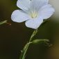 Linum narbonense L.