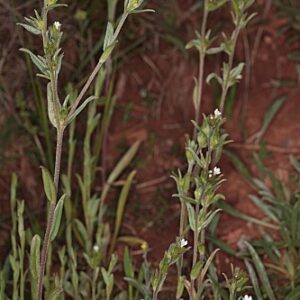 Lithospermum officinale L.
