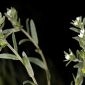 Lithospermum officinale L.