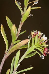 Lobularia maritima subsp. maritima (L.) Desv.