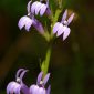 Lobelia urens L.