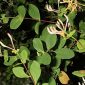 Lonicera etrusca G. Santi